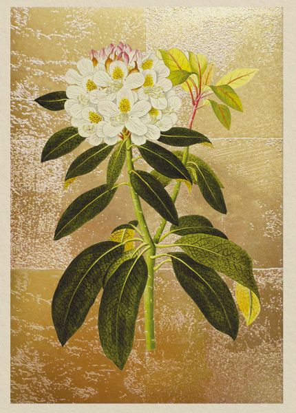 Foil Card-Rhododendron