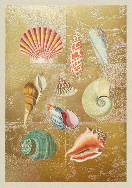 Foil Card-Shell Collection