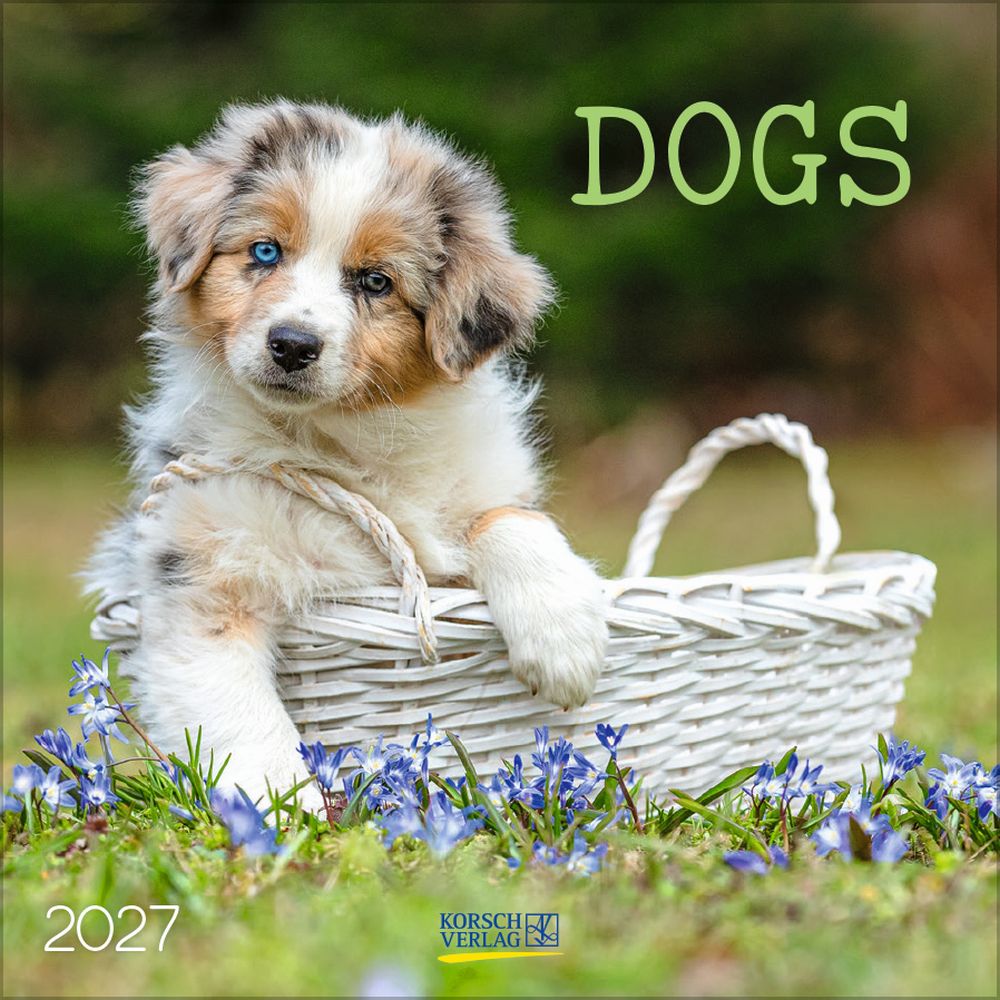 Korsch 30x30 Cal-Dogs