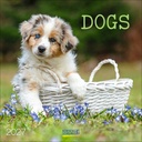 Korsch 30x30 Cal-Dogs