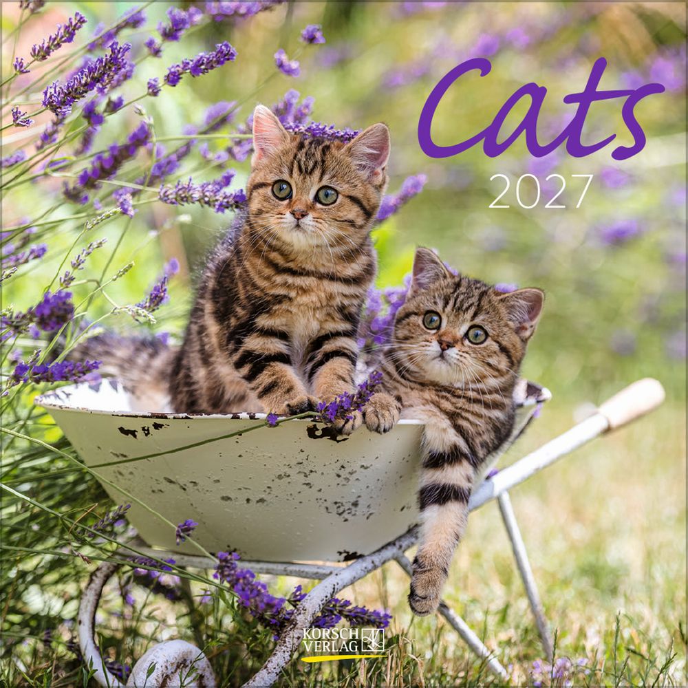 Korsch 30x30 Cal-Cats