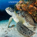 Allaluna 30x30 Cal-Undersea World