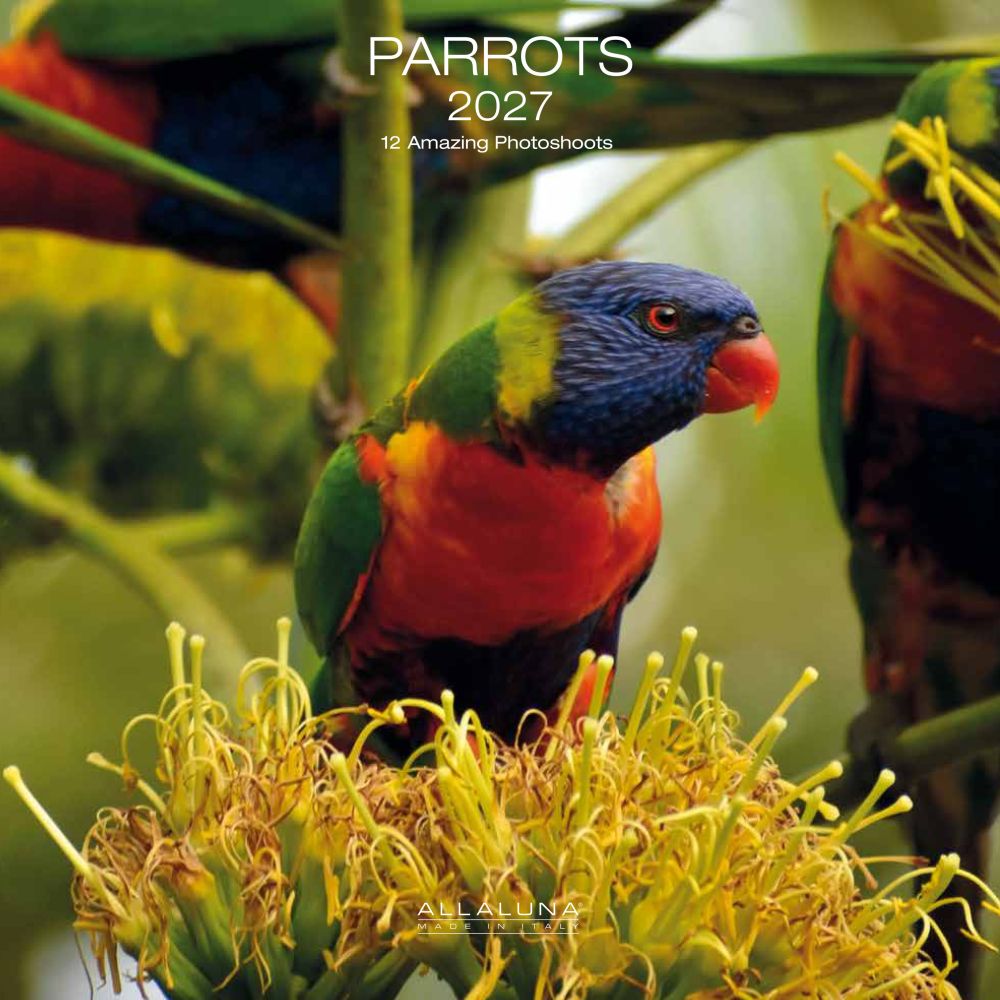 Allaluna 30x30 Cal-Parrots