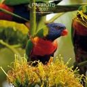 Allaluna 30x30 Cal-Parrots