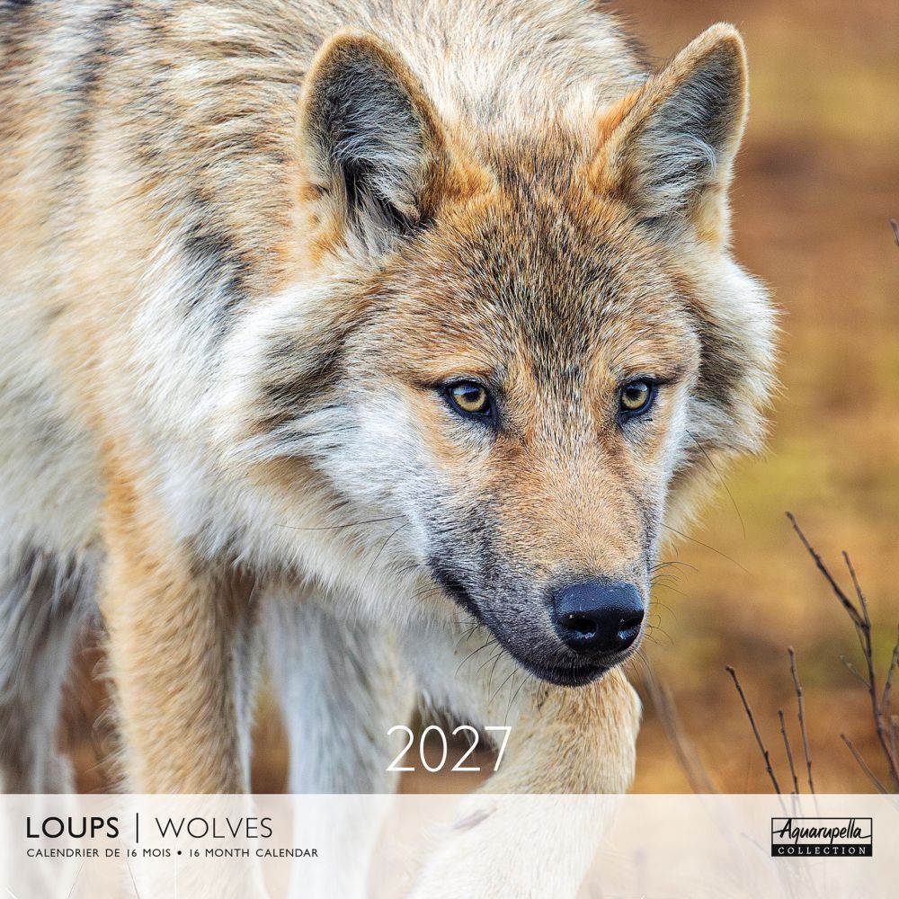 Aquarupella 30x30 Cal-Wolves