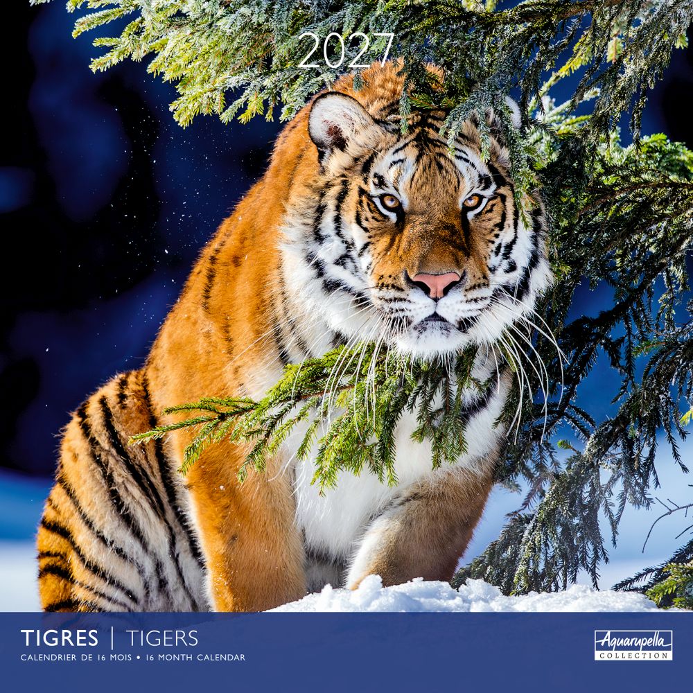 Aquarupella 30x30 Cal-Tigers