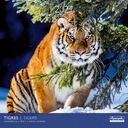 Aquarupella 30x30 Cal-Tigers