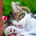 Aquarupella 16x16 Cal-Kittens