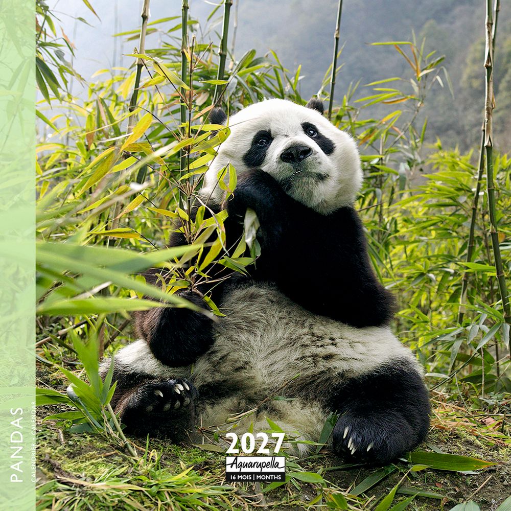 Aquarupella 16x16 Cal-Pandas