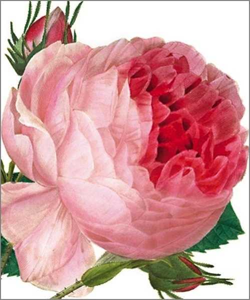Card-Rose Centifolia