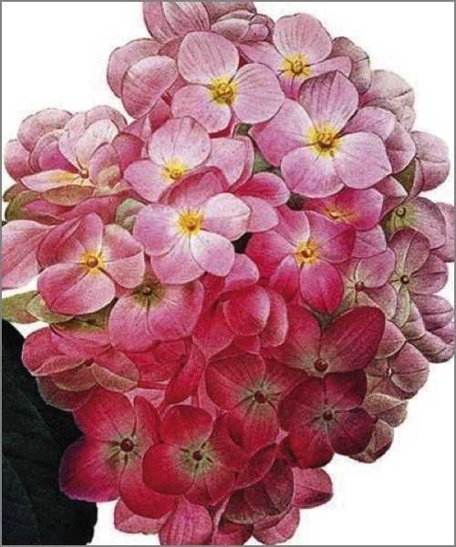 Card-Hydrangea