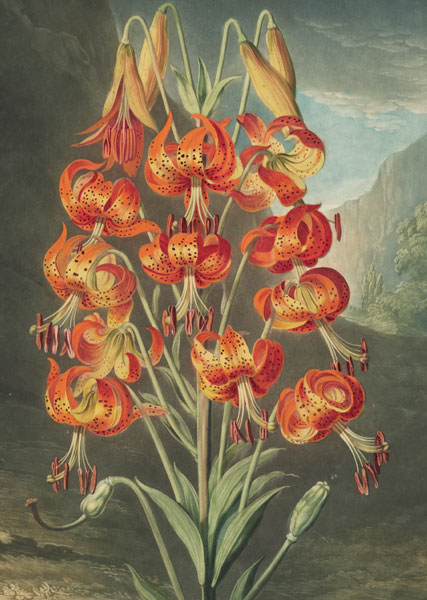 Card-The Superb Lily