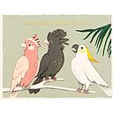 Foil Card-Cockatoo Birthday