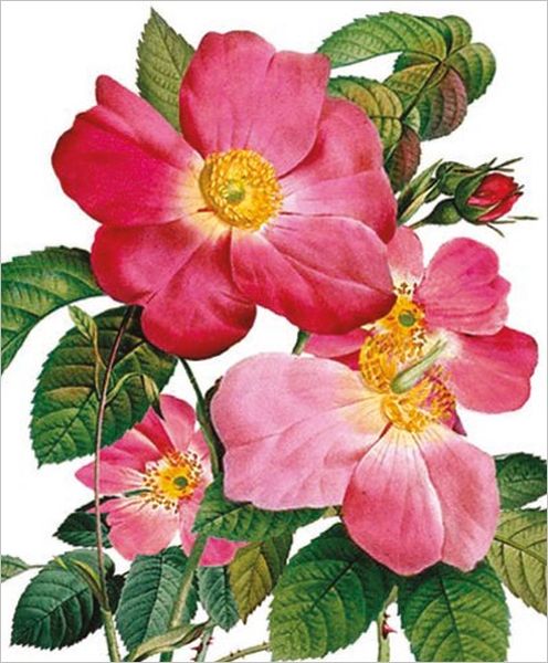 Card-Single Provins Rose