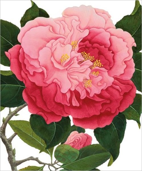 Card-Pink Camellia