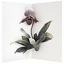 3D Pop-up Card-Lady Slipper Orchid