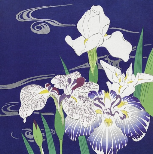 [MC-C-OR-VE029] Card-Irises