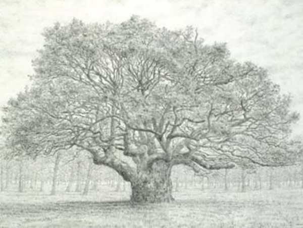 [CD-C-WPA009-1] Card-Oak Tree