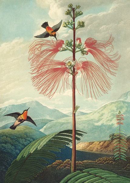 [BL-C-CN981] Card-The Flowering Sensitive Plant