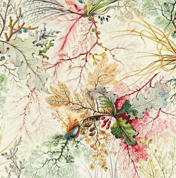 [MC-C-WK-VA016] Card-Ocean