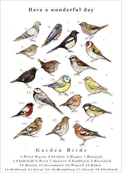 [GB-C-JC0010] Foil Card-Garden Bird Chart