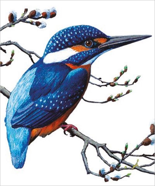 [AV-C-NHM145] Card-Kingfisher