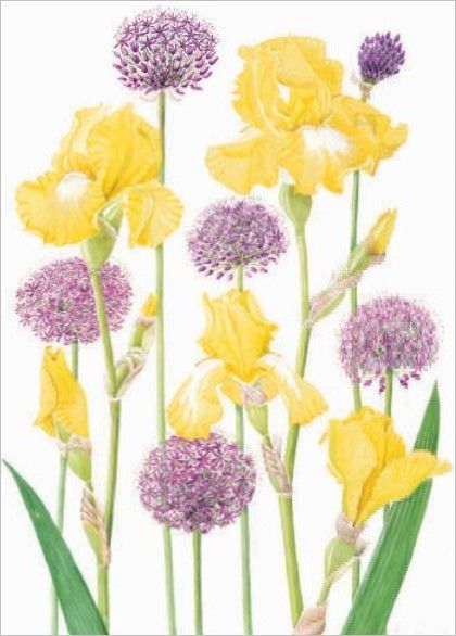 [CD-C-CDP019A-8] Card-Iris and Alliums