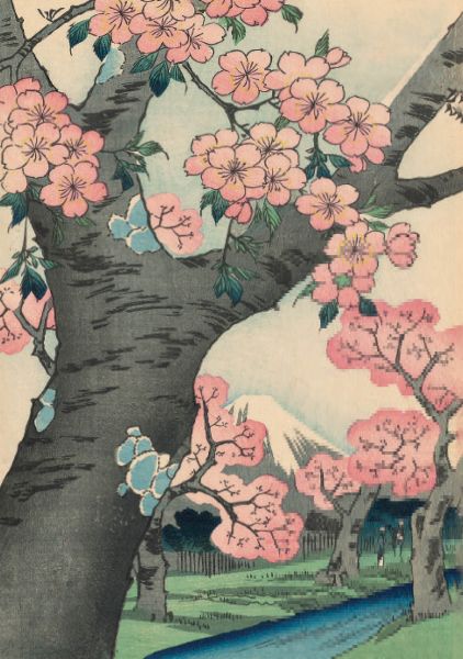 [CD-C-CDP105F-2] Card-Cherry Blossoms at Koganei