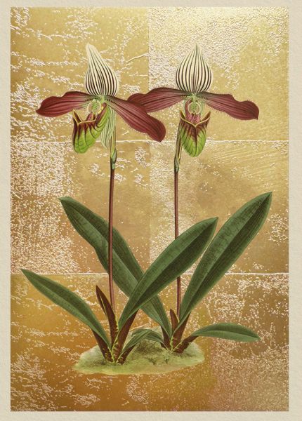 [OD-C-NW11985] Foil Card-Cypripedium