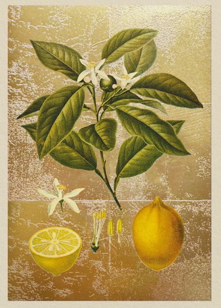 [OD-C-NW11986] Foil Card-Lemons