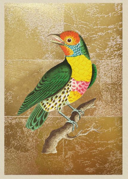 [OD-C-OD11989] Foil Card-Lemon Throated Barbet