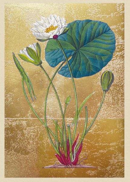 [OD-C-NW11995] Foil Card-Lily Pond