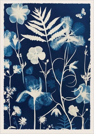 [OD-C-JWB13447] Foil Card-Poppies and Anenomes