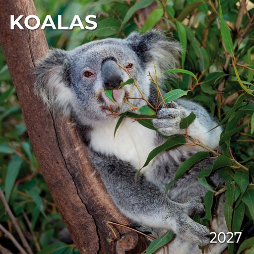 [E-TS-D27-CAL271049] Tushita 30x30 Cal-Koalas