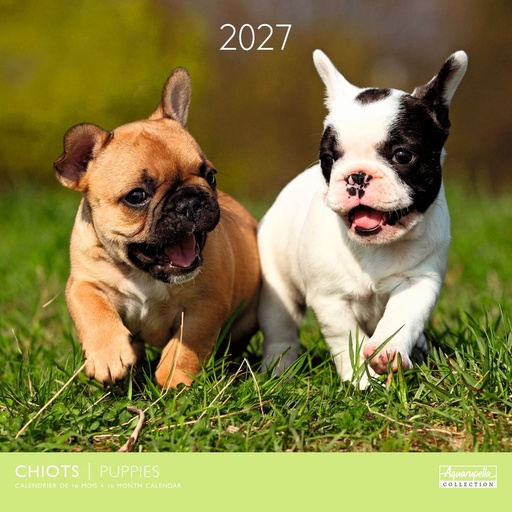 [E-AQ-D27-CAL25393] Aquarupella 30x30 Cal-Puppies