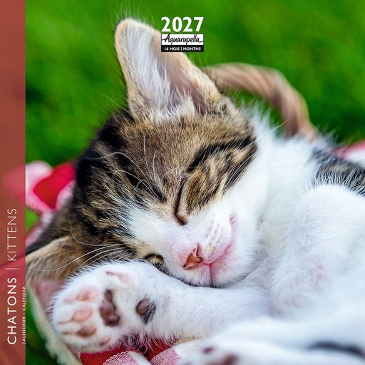 [F-AQ-D27-CAL25447] Aquarupella 16x16 Cal-Kittens