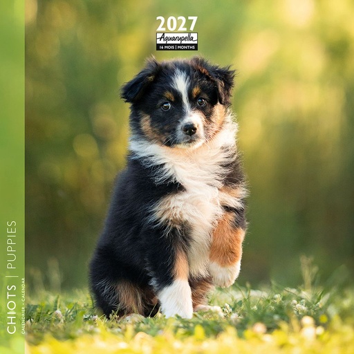 [F-AQ-D27-CAL25450] Aquarupella 16x16 Cal-Puppies