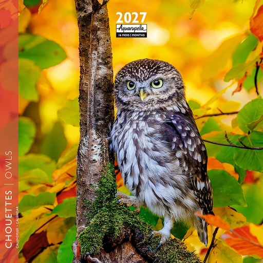 [F-AQ-D27-CAL25451] Aquarupella 16x16 Cal-Owls