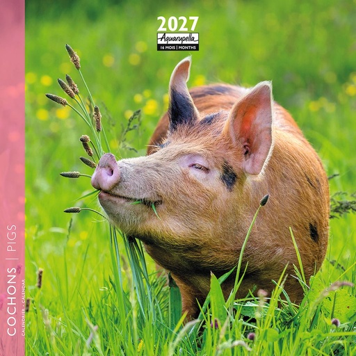 [F-AQ-D27-CAL25452] Aquarupella 16x16 Cal-Pigs